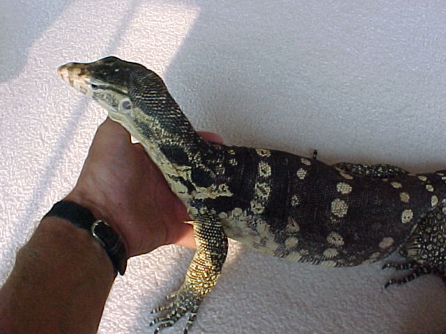 Ares