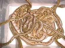 Spaghetti
