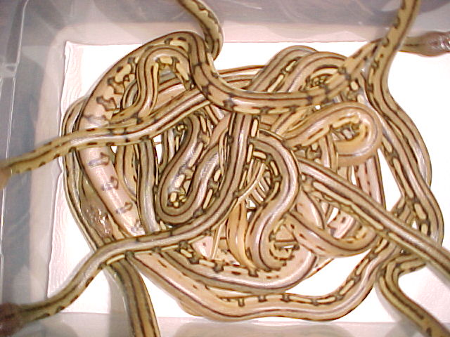 Spaghetti