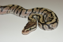 fire hidden gene woma granite