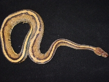 genetic stripe
