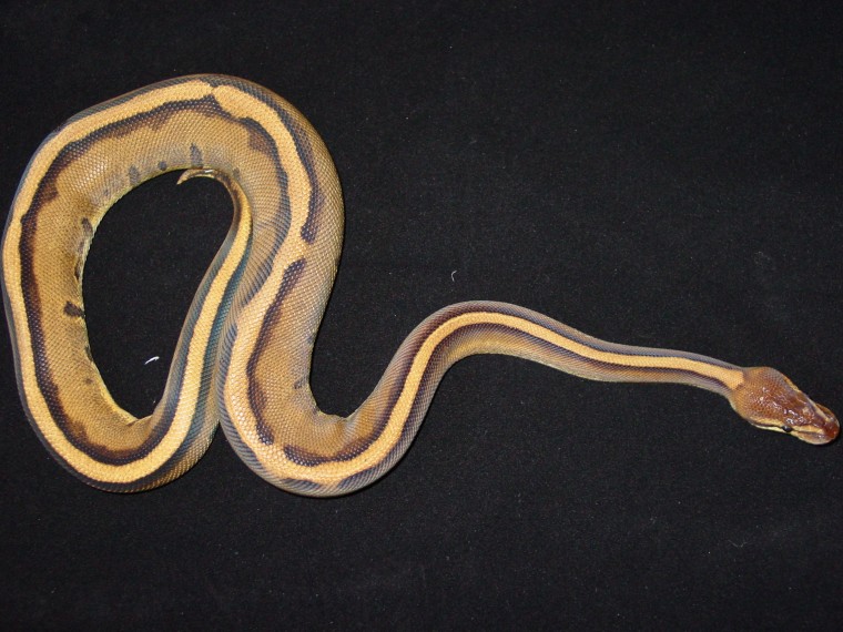 genetic stripe