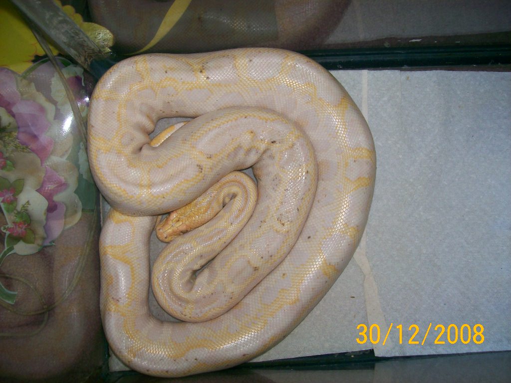 no orange in pattern??