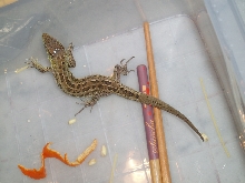 small chinese lizard