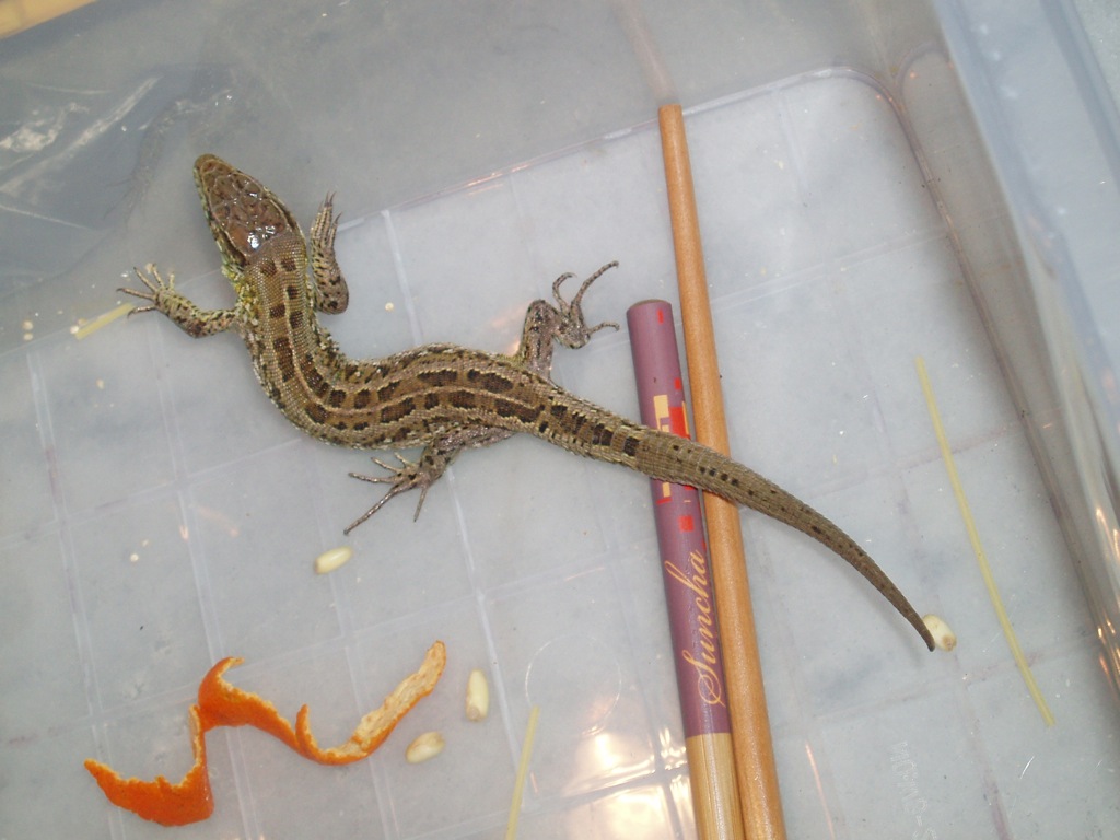 small chinese lizard
