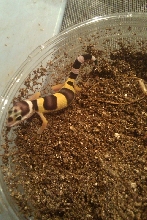 1st baby leo!