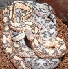 axanthic babies