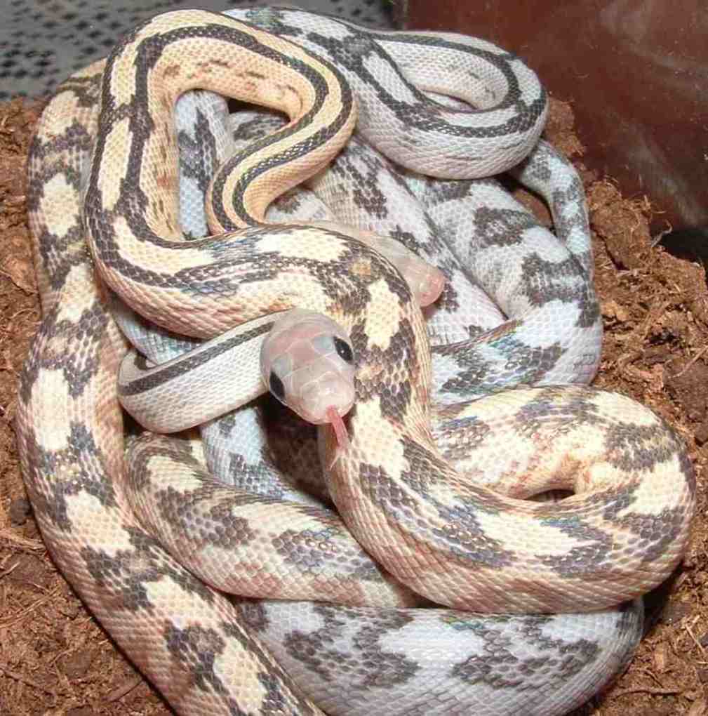 axanthic babies