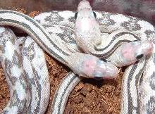 axanthic B.Subocularis babies from 08