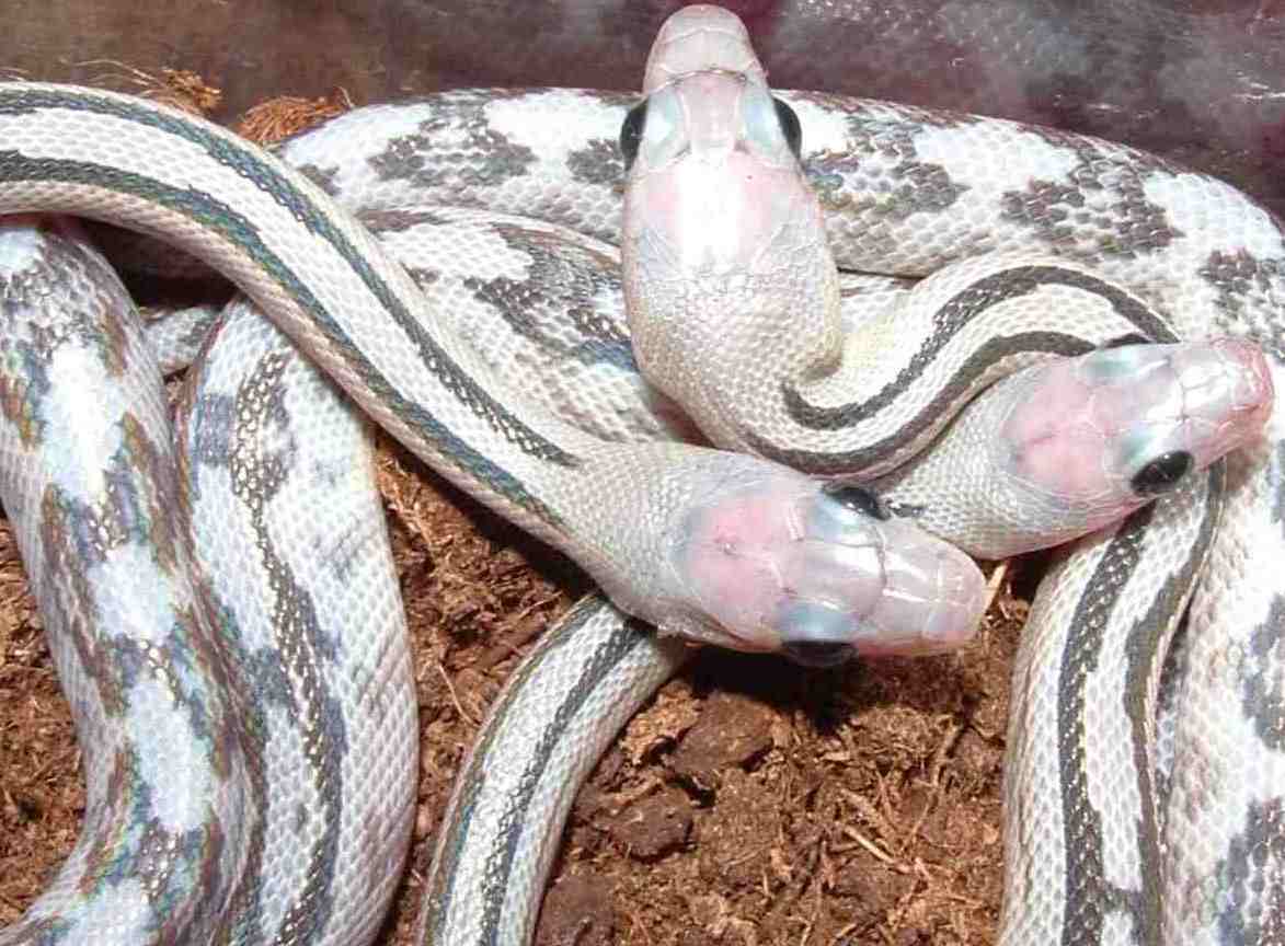 axanthic B.Subocularis babies from 08