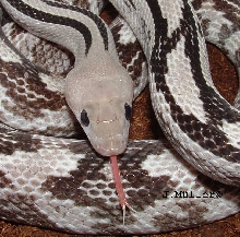 Male axanthic B.Subocularis