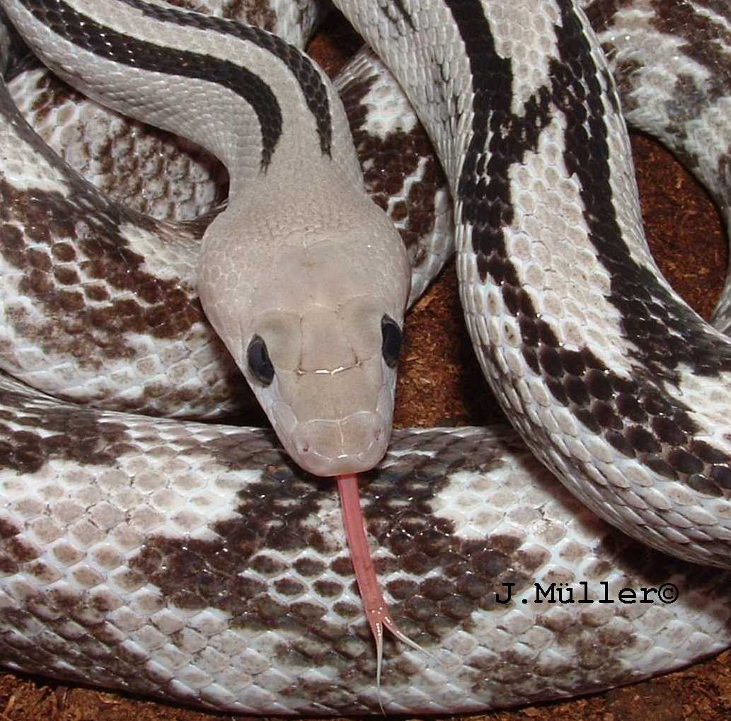 Male axanthic B.Subocularis