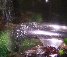 fiddler crab in an aquadomehome