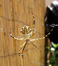 Early Silver Argiope