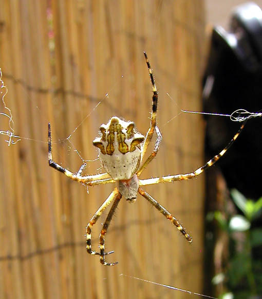 Early Silver Argiope