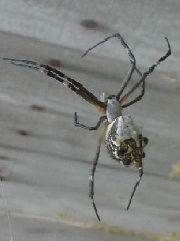 Argiope Argentata
