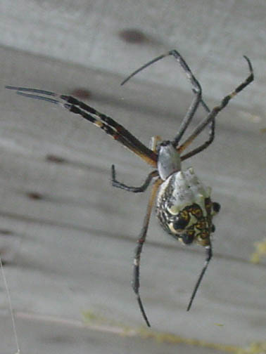 Argiope Argentata