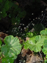 Baby Green Lynx spiders