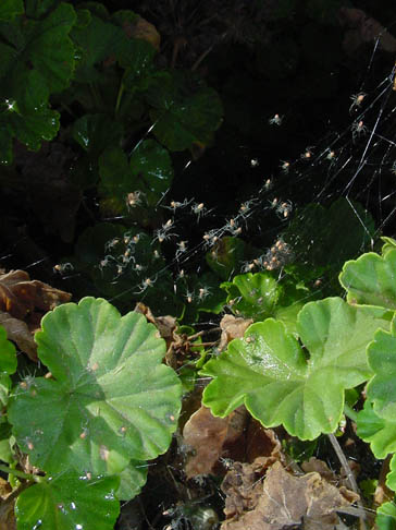 Baby Green Lynx spiders