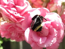 Bumblebee in San Diego CA