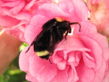 yellow-faced bumblebee