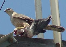 Awesome Coopers Hawk
