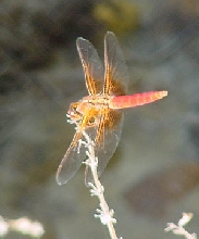 Chili pepper Dragonfly