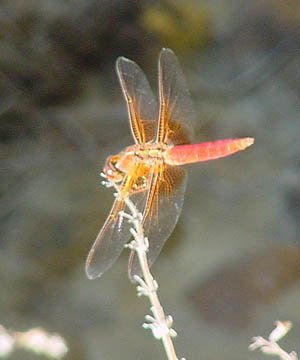 Chili pepper Dragonfly