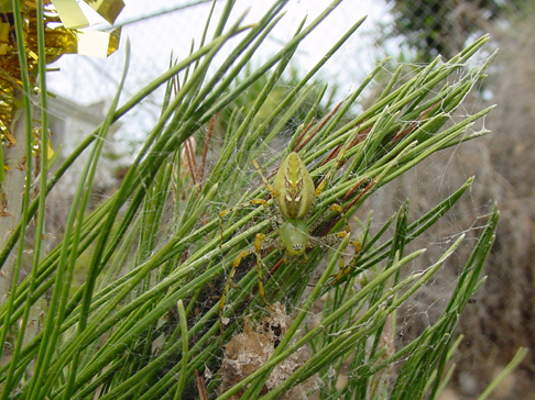Garden Grinch/ Green Lynx (New!)
