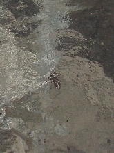 golden jumping spider