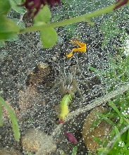 Funnelweb grass spider