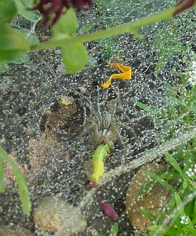 Funnelweb grass spider