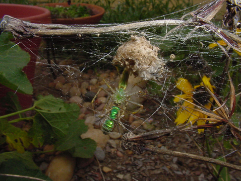 green lynx and egg sac