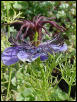 lynx_nigella