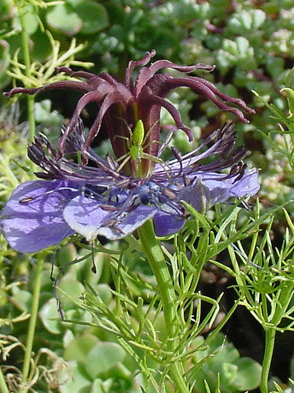 lynx_nigella