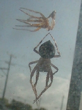 Spider Strip Show