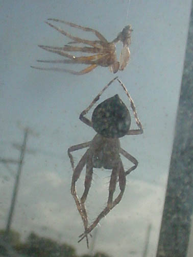 Spider Strip Show