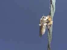 Robberfly with Honeybee