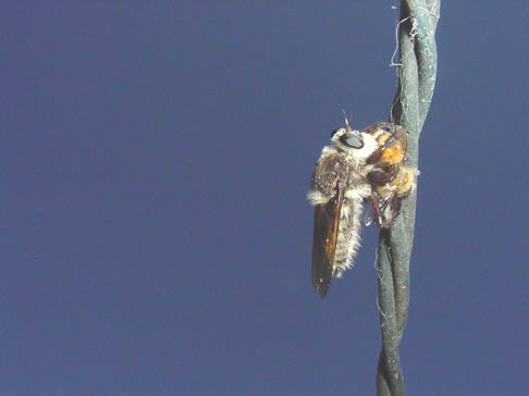 Robberfly with Honeybee