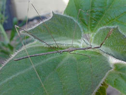 thread-legged bug, San Diego