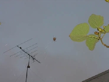 Transplant a success!