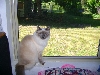 Chloe the Birman