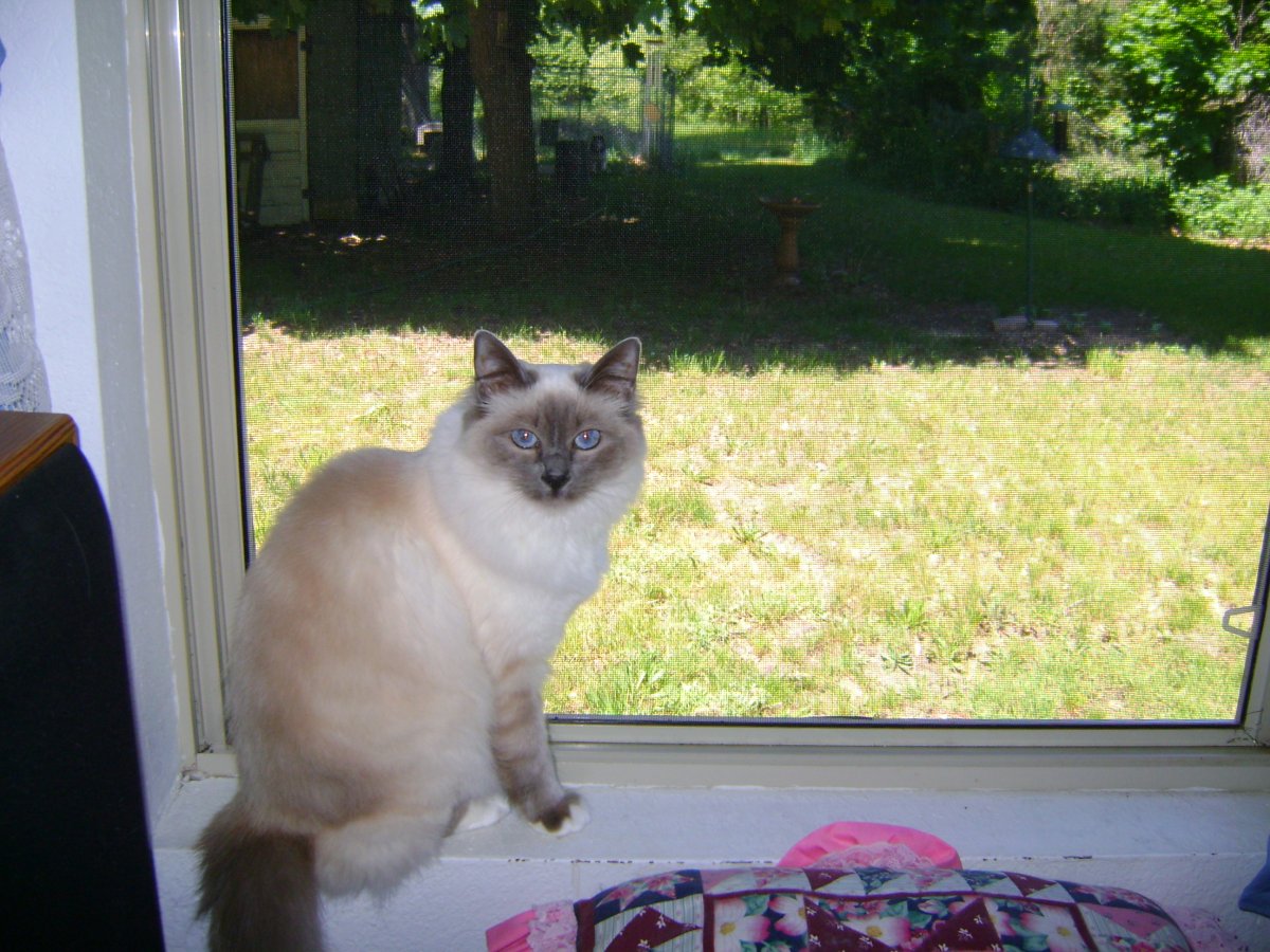 Chloe the Birman