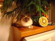 Chloe and her tree