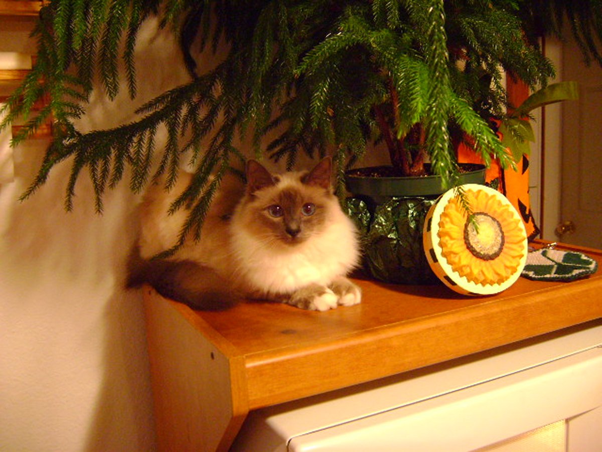 Chloe and her tree