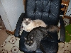 Kitty love