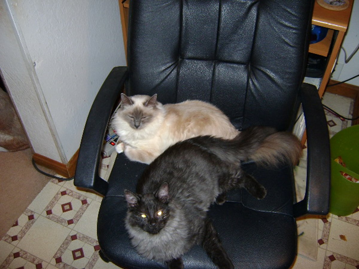 Kitty love