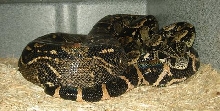 Female Longi
