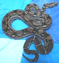Orochi