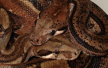 Merlin&Nimue